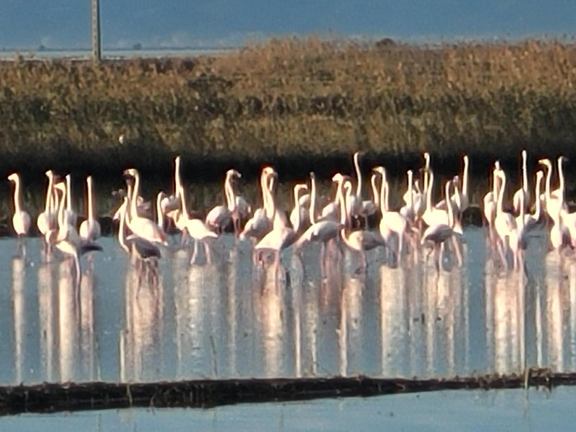 Vila Llar De Laura El Poblenou del Delta Exteriér fotografie